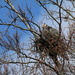 Nesting Heron by kimmer50