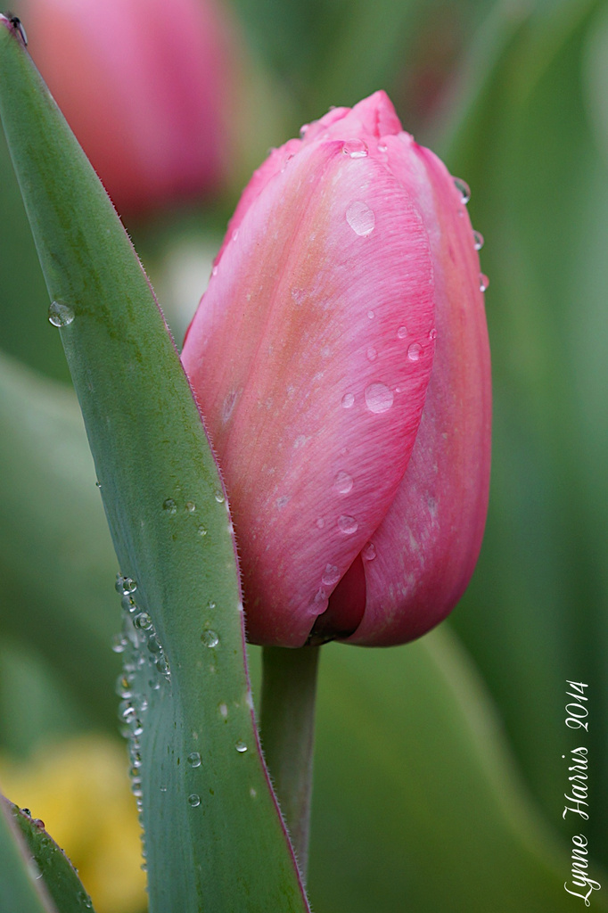 Tulips by lynne5477