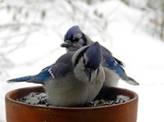 14th Mar 2014 - Potted Blue Jays