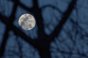 14th Mar 2014 - The Moon Peeks Through the Trees