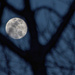 The Moon Peeks Through the Trees by taffy