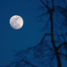 Good night, Moon by taffy