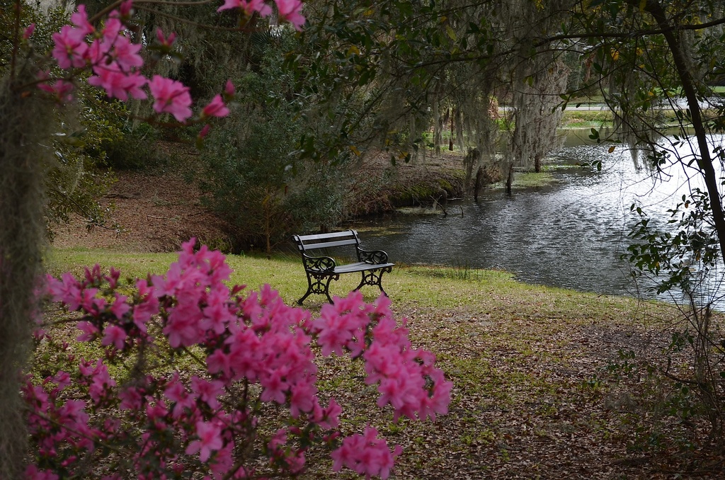 Early spring, Charles Towne Landing State Historic Site, Charleston, SC by congaree