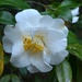 Camellia, Charles Towne Landing State Historic Site, Charleston, SC by congaree