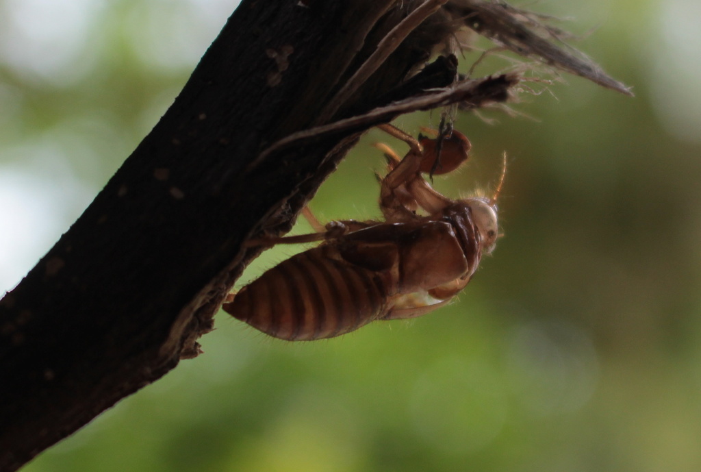 Cicada cast-off by kiwinanna