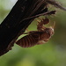 Cicada cast-off by kiwinanna