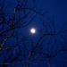 Moonlight In The Chapel Garden by lizzybean