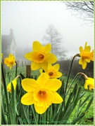 15th Mar 2014 - Daffodils In The Mist
