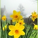 Daffodils In The Mist by carolmw
