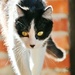 Sunshiny Kittycat by lynnz