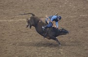 15th Mar 2014 - Bull Riding