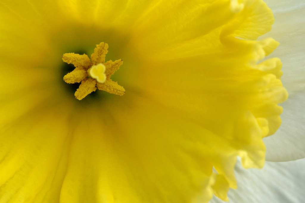 Daffodil by richardcreese