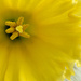 Daffodil by richardcreese
