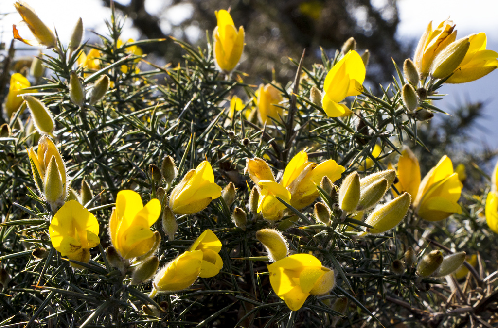 Of gorse this is a fill in. by shepherdman