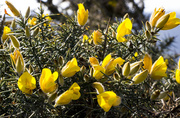14th Mar 2014 - Of gorse this is a fill in.
