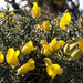 Of gorse this is a fill in. by shepherdman