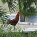Roosters on the Islands by bruni