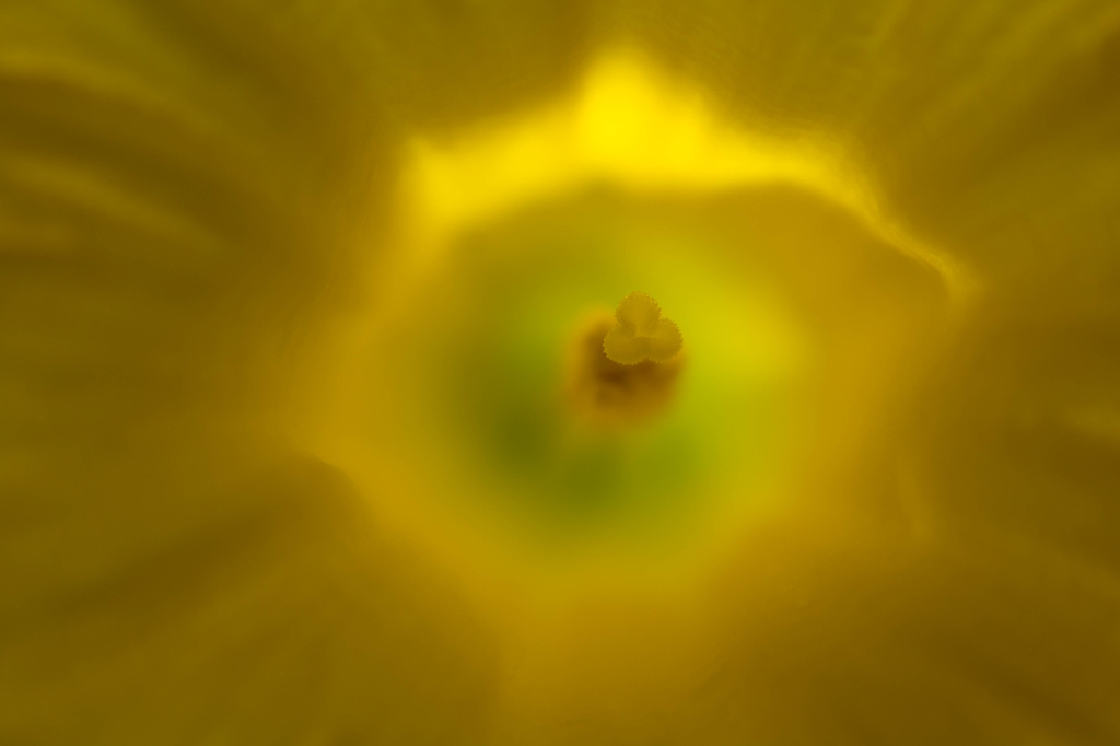 Daffodil by rachel70