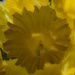 Daffodil flower by rachel70