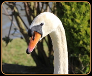 15th Mar 2014 - Close-up swan