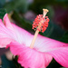 Hibiscus by lynne5477