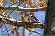 15th Mar 2014 - Downy Woodpecker