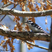 Downy Woodpecker by falcon11