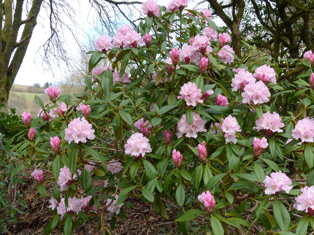  Early Rhododendron by susiemc