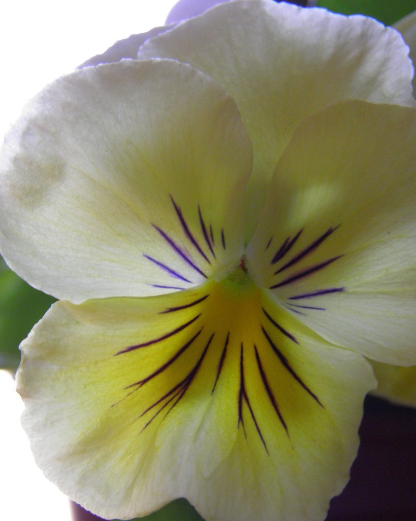 New Pansy by daisymiller