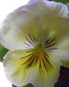 15th Mar 2014 - New Pansy