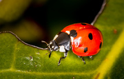 15th Mar 2014 - A bug for the 'Bugman'...