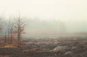 10th Mar 2014 - the mist in forest - Kobiór