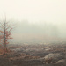 the mist in forest - Kobiór by walia