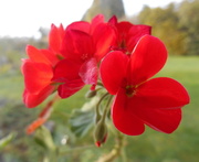 14th Mar 2014 - Red geranium.... 