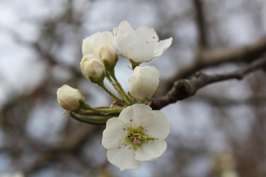 Bradford Pear blossoms by randystreat