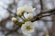 15th Mar 2014 - Bradford Pear blossoms