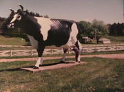 15th Mar 2014 - Mom Milking a Cow