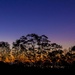 dusk by corymbia