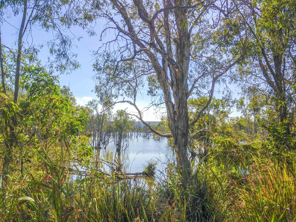 Peaceful pond by corymbia