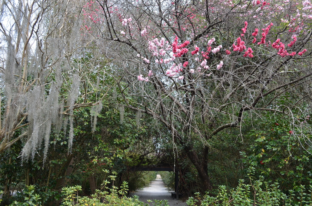 Early Spring, Magnolia Gardens, Charleston, SC by congaree