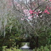 Early Spring, Magnolia Gardens, Charleston, SC by congaree