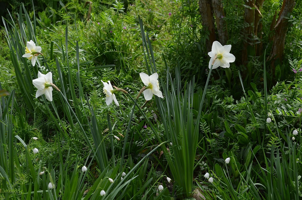 Daffodils, Magnolia Gardens, Charleston, SC by congaree