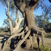 Tree beside Cooper Creek by marguerita