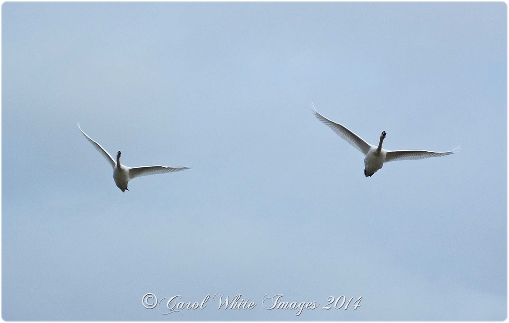 Swans In Flight by carolmw