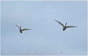 16th Mar 2014 - Swans In Flight