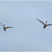 Swans In Flight by carolmw
