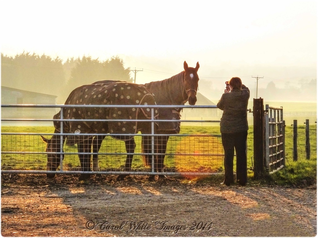 Rosie Taking Shots Of The Horses by carolmw