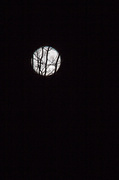 16th Mar 2014 - Full Moon I