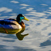 Colourful Duck by tonygig