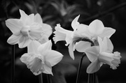 16th Mar 2014 - B&W Daffodils